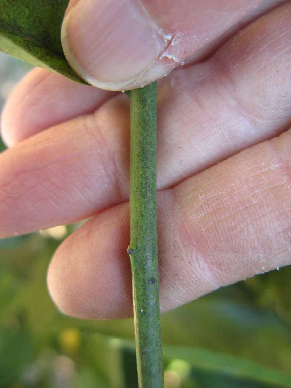              First year twig (Winter Haven, FL)       